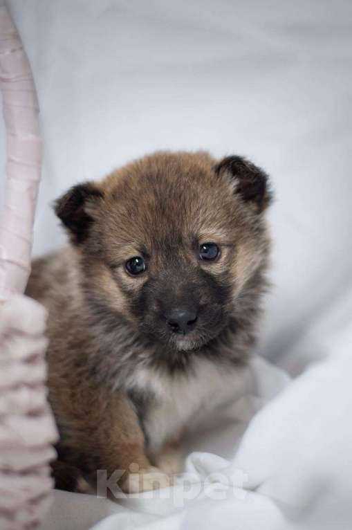 Собаки в Ногинске: Щенок девочка в поиске семьи Девочка, Бесплатно - фото 5