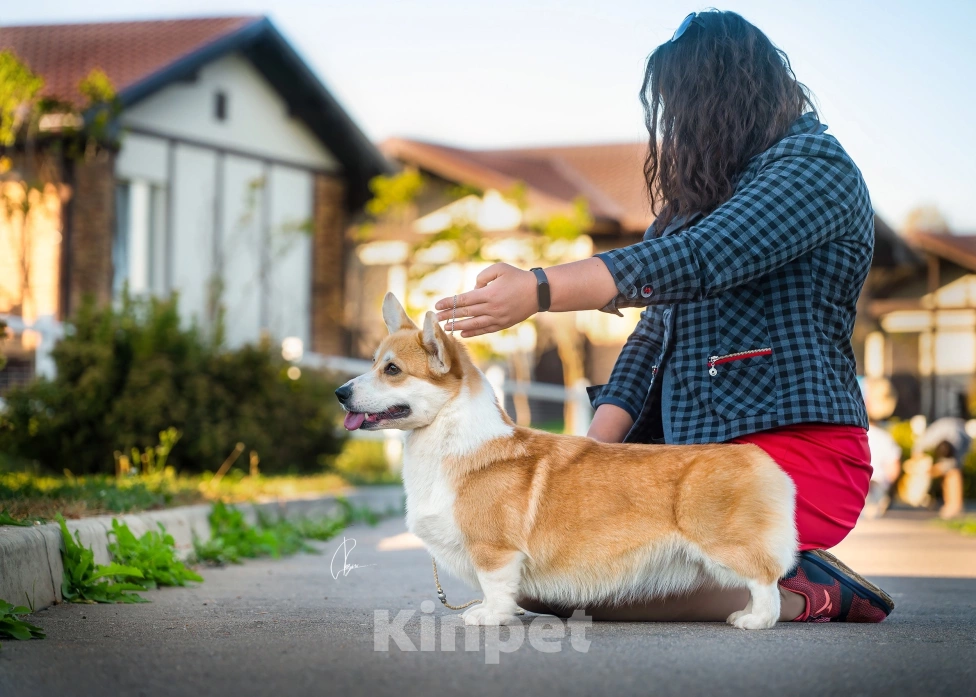 Собаки в Фрязино: Щенки вельш корги пемброк, предварительная бронь на конец мая Девочка, 75 000 руб. - фото 7