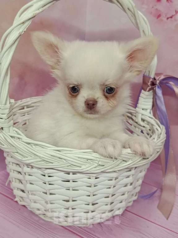 Собаки в других городах Московской области: Зефир Мальчик, 35 000 руб. - фото 1