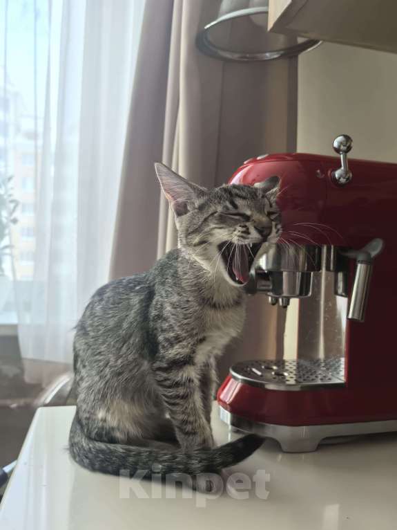 Кошки в других городах Московской области: Отдаём котёнка в добрые руки, только по договору ответственного содержания животного Мальчик, 1 000 руб. - фото 1