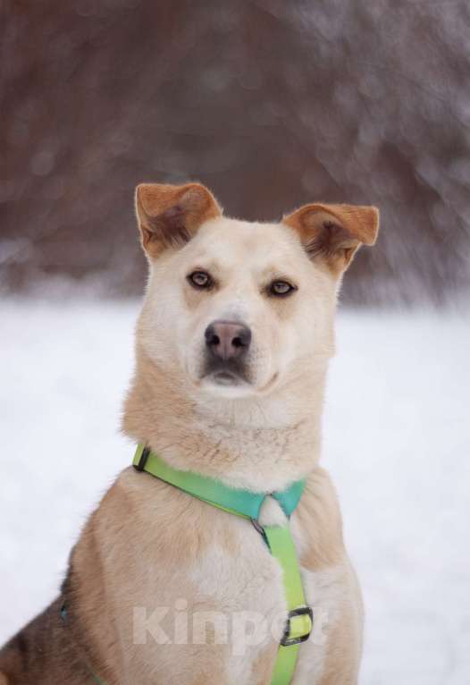 Собаки в Москве: Общительный улыбчивый Дюшес в поисках дома Мальчик, Бесплатно - фото 4