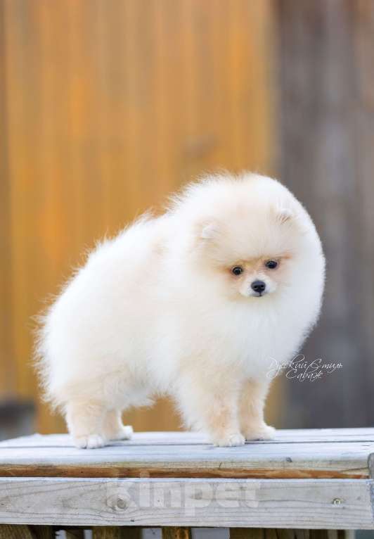 Собаки в Москве: Мальчик померанского шпица Мальчик, 50 000 руб. - фото 2