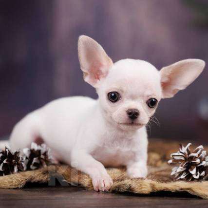 Собаки в Москве: Чихуахуа мальчик щенок Мальчик, 45 000 руб. - фото 2