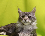 Кошки в Москве: Котенок Мейн-Кун Девочка Девочка, 47 000 руб. - фото 3