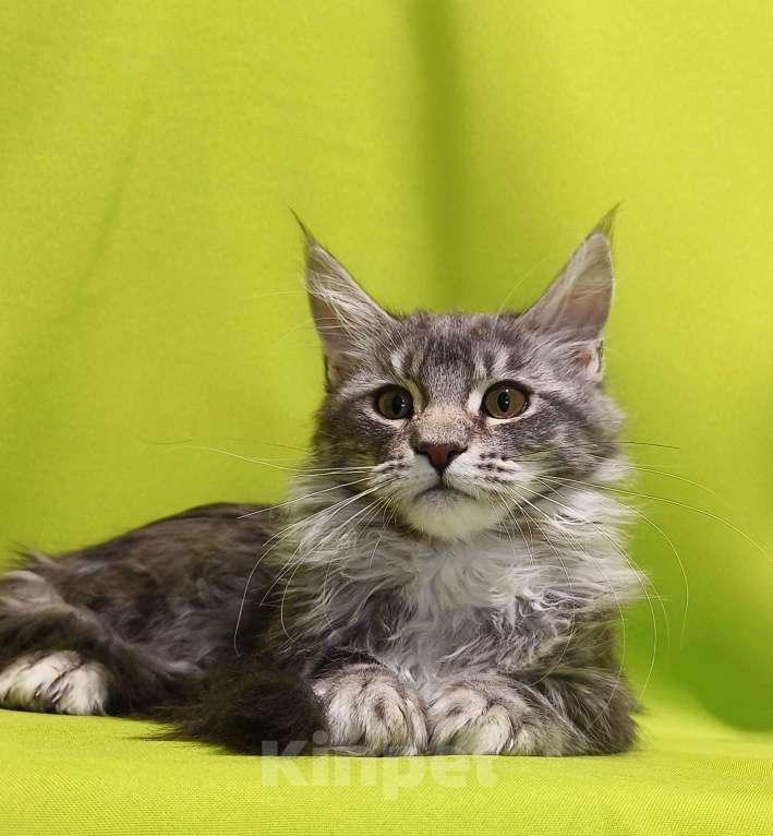 Кошки в Москве: Котенок Мейн-Кун Девочка Девочка, 47 000 руб. - фото 3