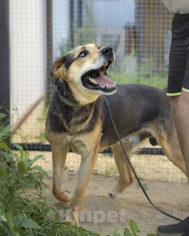 Собаки в Москве: Ищет дом и семью замечательный мальчик Рон Мальчик, 1 руб. - фото 2