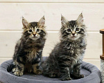 Кошки в Красногорске: Продажа котят курильского бобтейла Мальчик, 60 000 руб. - фото 3