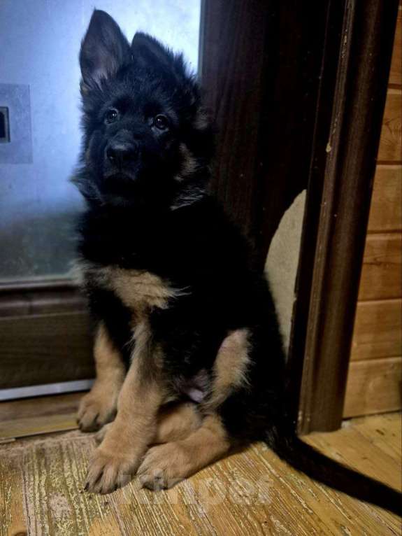 Собаки в других городах Московской области: Немецкая овчарка длинношёрстная Девочка, 55 000 руб. - фото 2