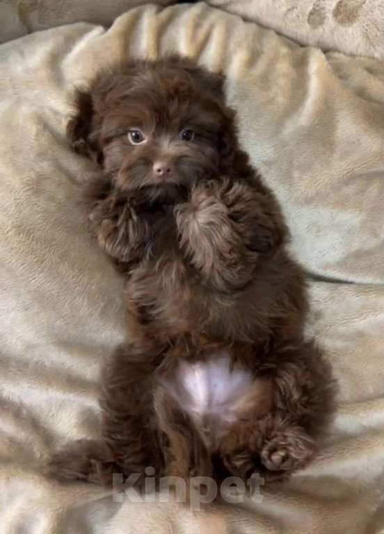 Собаки в Москве: Мальтипу F1 коричневого окраса  Мальчик, 100 000 руб. - фото 2