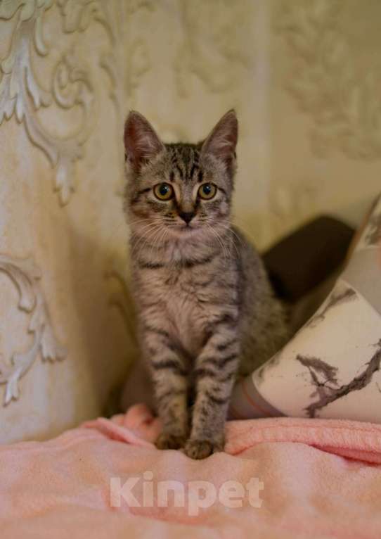 Кошки в Москве: Мелисса в поисках дома Девочка, Бесплатно - фото 8