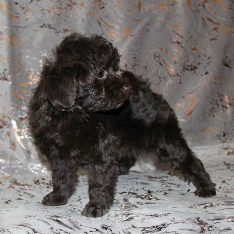 Собаки в Санкт-Петербурге: Той-пудель щенок девочка. СПб Девочка, 80 000 руб. - фото 4