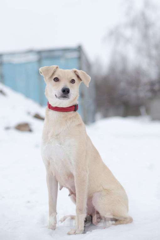 Собаки в Москве: Принцесса Бэлла ищет дом, 2 года Девочка, 1 руб. - фото 4