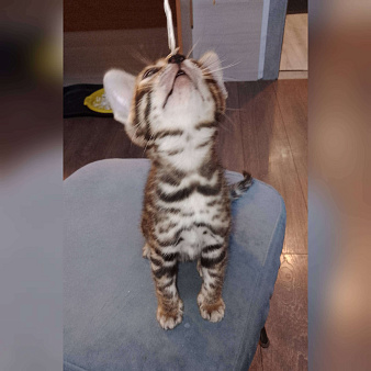 Бенгальская кошечка