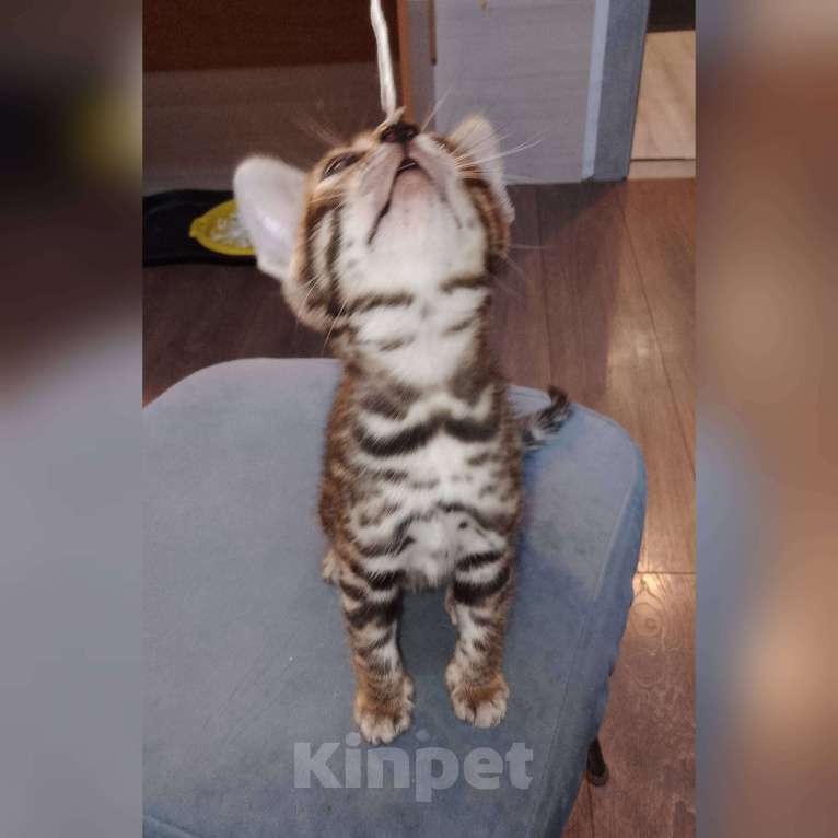 Кошки в Санкт-Петербурге: Бенгальская кошечка Девочка, 55 000 руб. - фото 1