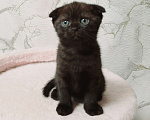 Кошки в Тольятти: Котенок скотишш фолд, темный шоколад Девочка, Бесплатно - фото 3