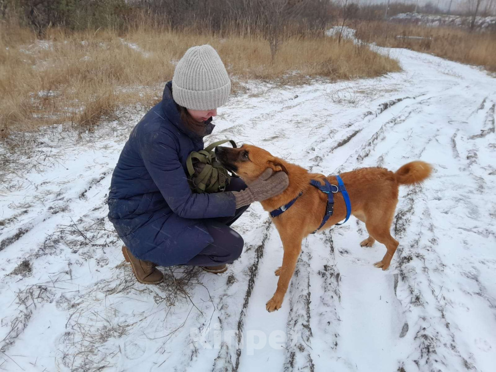 Собаки в Москве: Рыжее солнышко Мальчик, Бесплатно - фото 4