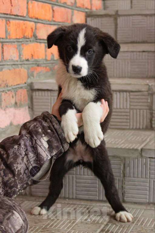 Собаки в Кашире: «Бетси: смельчанка с большим сердцем ищет любящую семью!» Девочка, Бесплатно - фото 2
