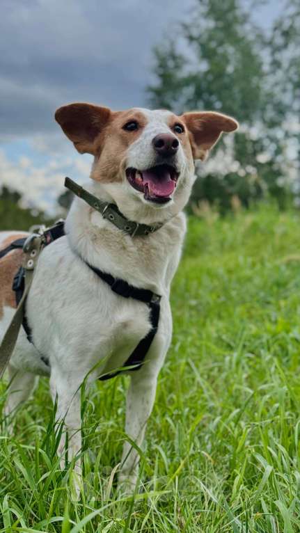 Собаки в Москве: Веснушка, девочка поцелованная солнцем Девочка, Бесплатно - фото 9