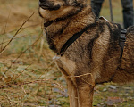 Собаки в Санкт-Петербурге: Уютная Кэрри из приюта Девочка, Бесплатно - фото 9