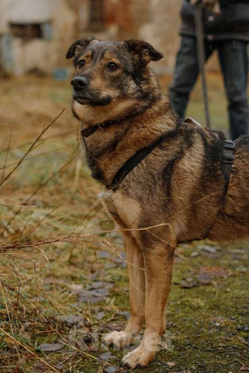 Собаки в Санкт-Петербурге: Уютная Кэрри из приюта Девочка, Бесплатно - фото 9