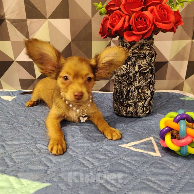 Собаки в Тюмени: Девочка тоечка Девочка, 55 000 руб. - фото 6