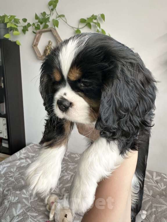 Собаки в Красногорске: Кавалер Кинг Чарльз Спаниель Девочка, 130 000 руб. - фото 3