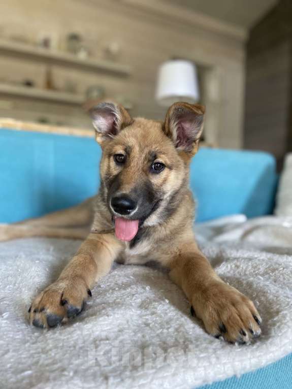 Собаки в Москве: Щенок для классной семьи 🐶 Девочка, 1 руб. - фото 5