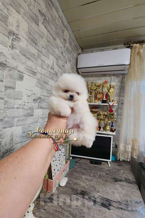 Собаки в Москве: Кукольная МИНИ девочка померанского шпица питомник РКФ Девочка, Бесплатно - фото 2