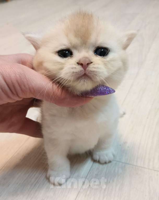 Кошки в Воронеже: Девочка биметаллик Девочка, 35 000 руб. - фото 1