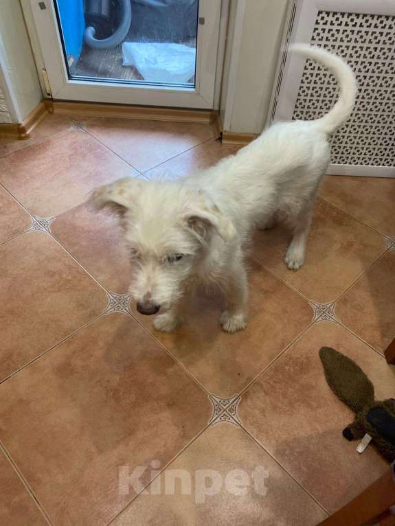 Собаки в Москве: Белый щенок ирландского терьера в добрые руки Мальчик, Бесплатно - фото 5