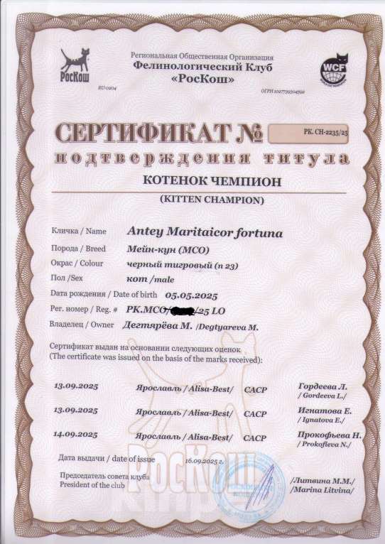 Кошки в других городах Ярославской области: Мейн кун котята Мальчик, Бесплатно - фото 3