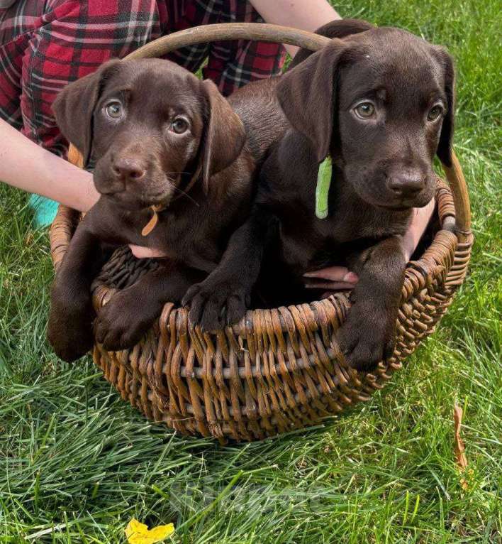 Собаки в Белгороде: Шоколадный лабрадор Мальчик, 35 000 руб. - фото 4