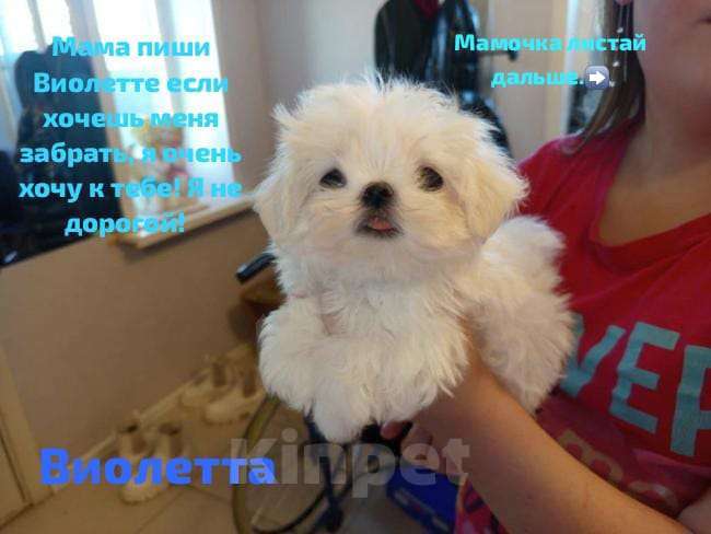 Собаки в Липецке: мальтезе Мальчик, Бесплатно - фото 7