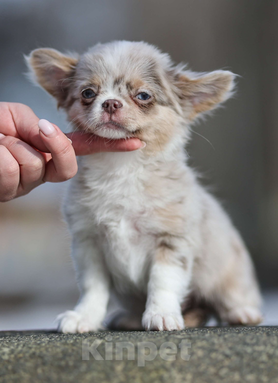Собаки в Обнинске: Мальчик чихуахуа лиловый мрамор мерле с подпалом Мальчик, 100 000 руб. - фото 3