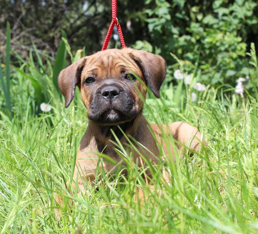 Собаки в Брянске: Предлагаются щенки Кане Корсо Девочка, 50 000 руб. - фото 2
