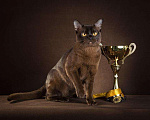 Кошки в Москве: Вязка бурма кот Гранд интер чемпион, 8 000 руб. - фото 3
