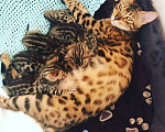 Кошки в Симферополе: Продаются бенгальские котята, 30 000 руб. - фото 7