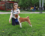 Собаки в Щелково: Кобель басенджи Мальчик, 10 000 руб. - фото 3