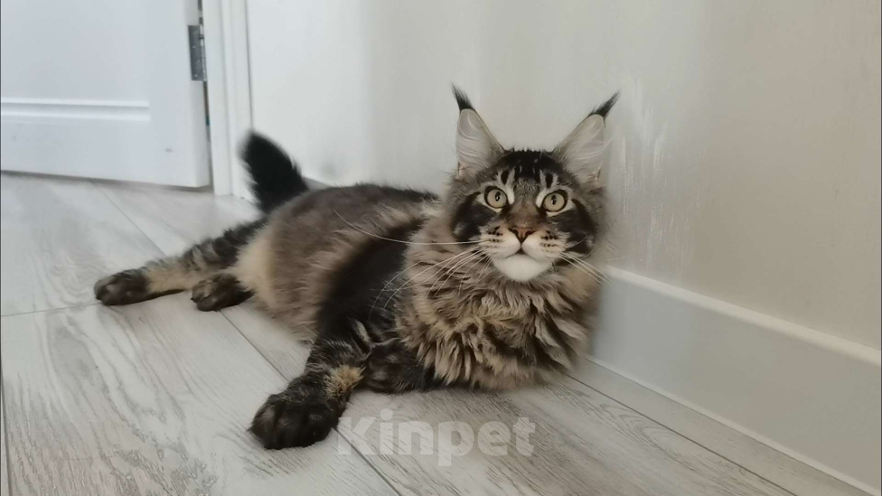 Кошки в Иркутске: Мейн-кун Мальчик, 35 000 руб. - фото 3