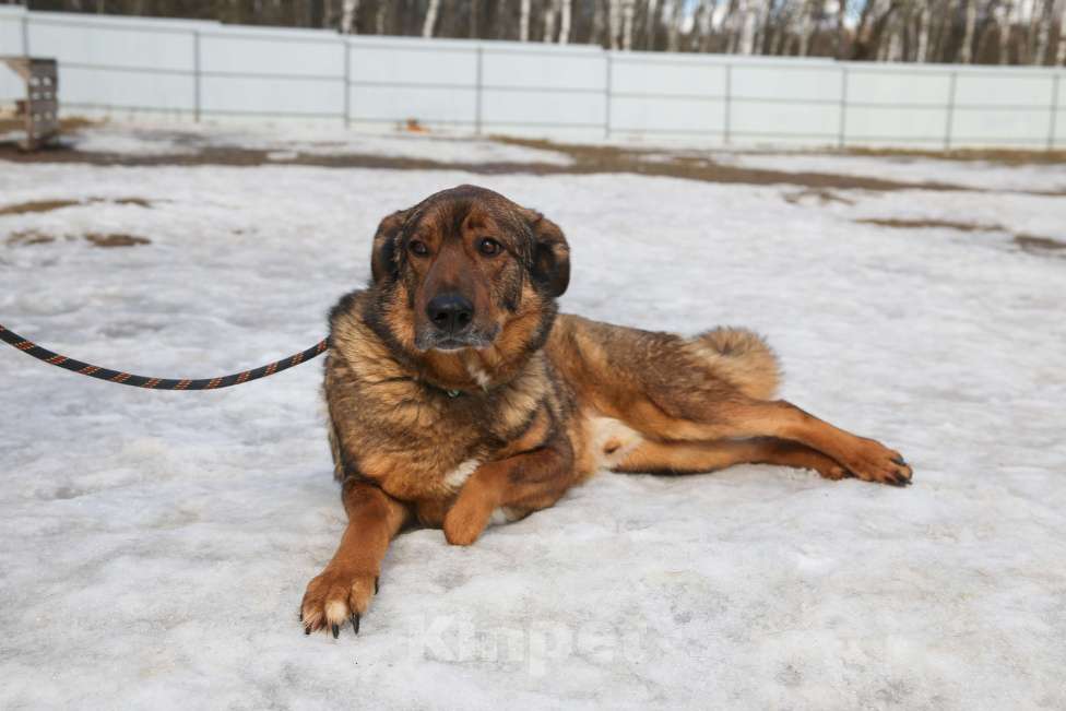 Собаки в Москве: Особенный пес Валик живет в приюте много лет, все еще ждет Мальчик, Бесплатно - фото 4