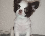 Собаки в Видном: Щенки чихуахуа Девочка, 30 000 руб. - фото 10