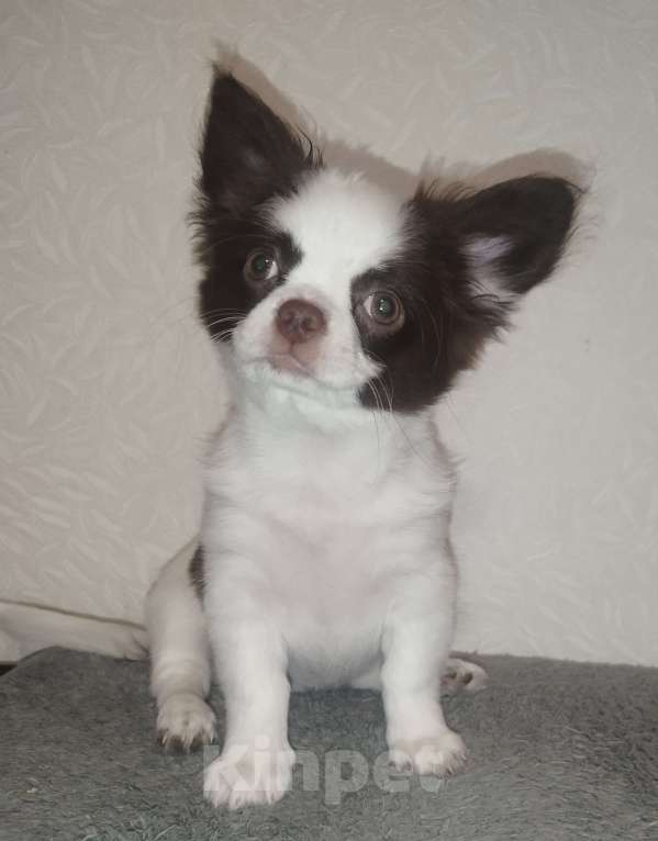 Собаки в Видном: Щенки чихуахуа Девочка, 30 000 руб. - фото 10