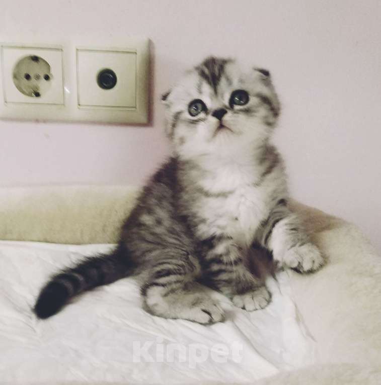 Кошки в Москве: Шотландские плюшевые детки Мальчик, 25 000 руб. - фото 8