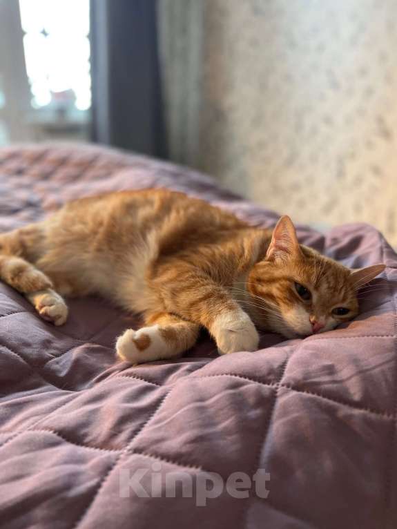 Кошки в Санкт-Петербурге: Кошка в добрые руки Девочка, Бесплатно - фото 3