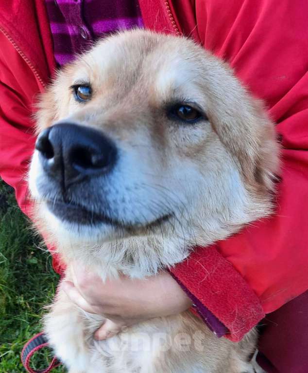 Собаки в Санкт-Петербурге: Мягкая и ласковая молодая собака Девочка, Бесплатно - фото 6