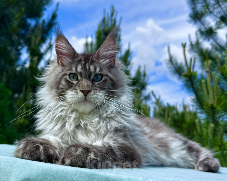 Кошки в Москве: Котёнок мейн-кун мальчик Veyron Lexy — глаза цвета неба и шерсть, в которую хочется зарыться Мальчик, 135 000 руб. - фото 1