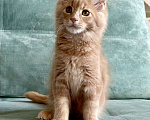 Кошки в Иркутске: Котята породы мейн-кун Девочка, 35 000 руб. - фото 5