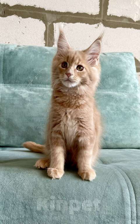 Кошки в Иркутске: Котята породы мейн-кун Мальчик, 50 000 руб. - фото 5