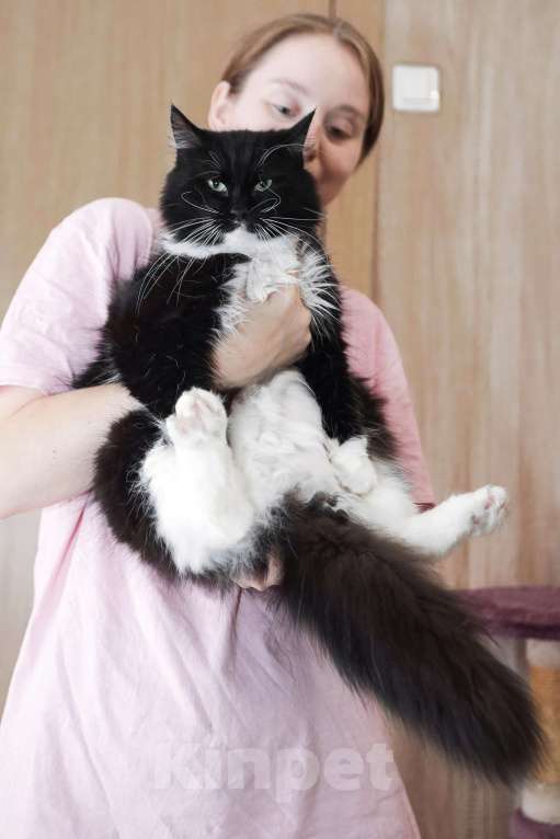 Кошки в Санкт-Петербурге: Шикарная Зося в добрые ручки Девочка, Бесплатно - фото 5