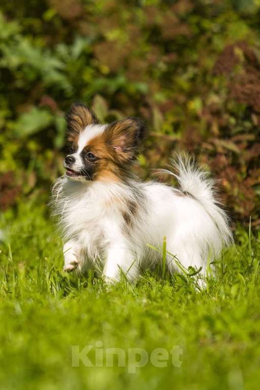 Собаки в Москве: Континентальный той-спаниель папильон, щенок Мальчик, 65 000 руб. - фото 2